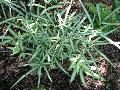 Cretan Brake Fern, Ribbon Fern / Pteris cretica 